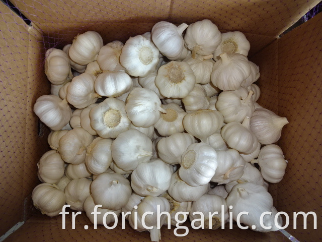 Fresh Pure Garlic 2019